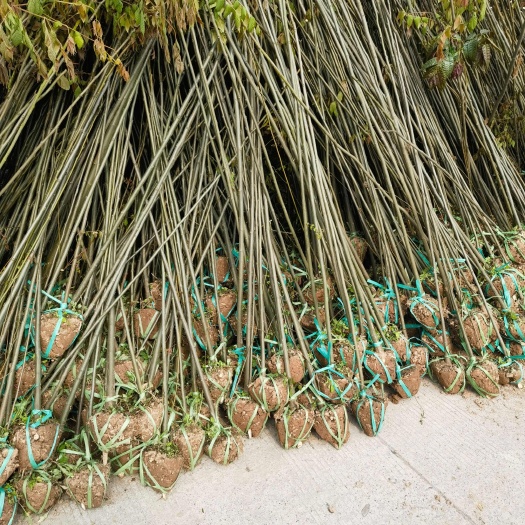 重庆江津供应复羽叶栾树苗木 林木种子许可证经营 可放心采购