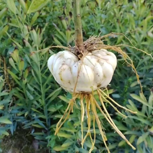 溆浦县湖南省怀化市溆浦县花草苗木龙牙百合对接批发零售一件代发价格可