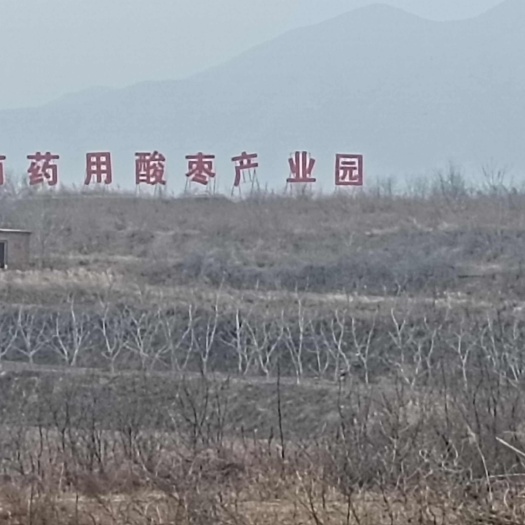 赞皇县酸枣苗批发 酸枣苗基地 酸枣苗产地