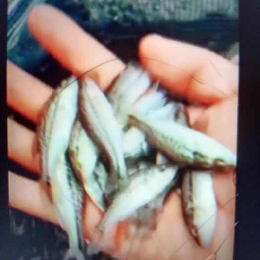 加洲鲈鱼苗规格齐全品种优良