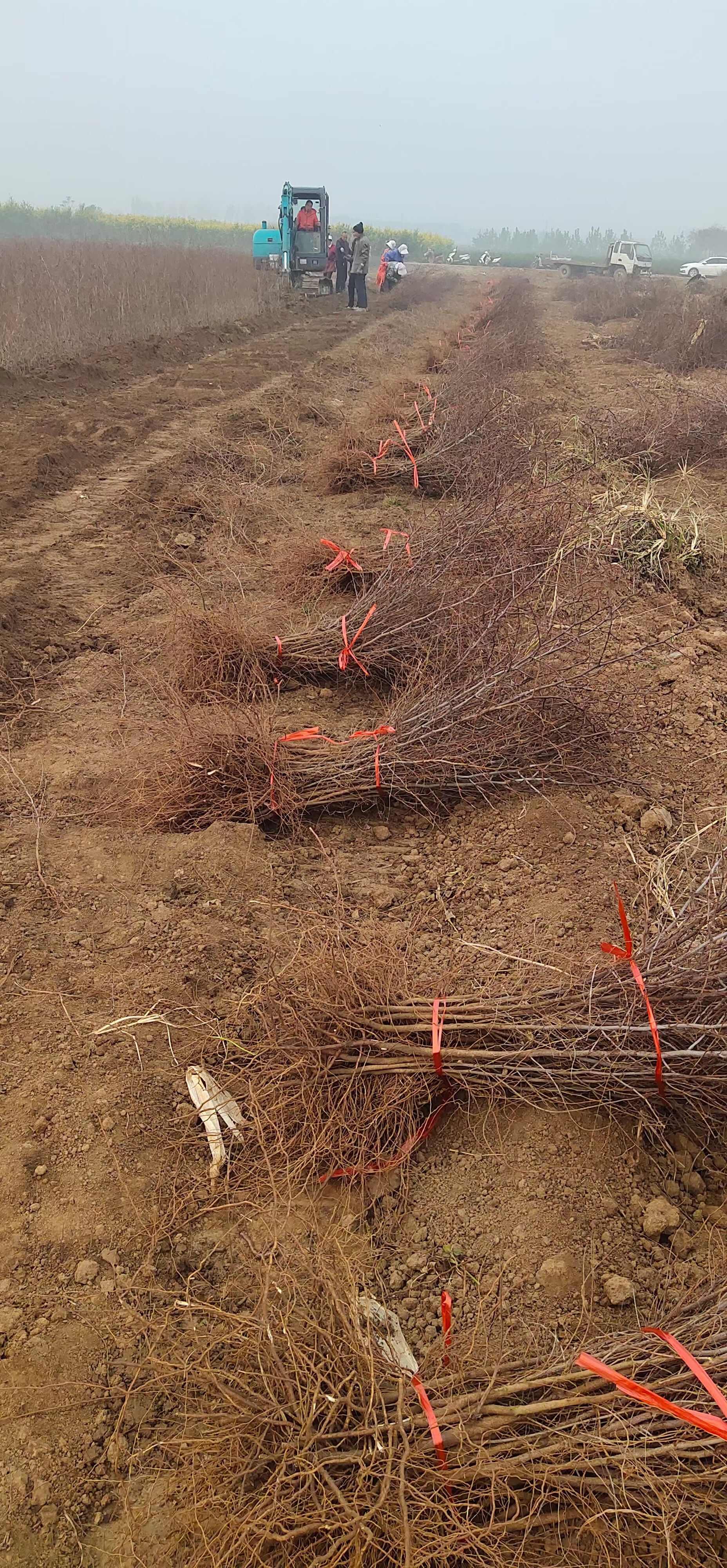 酸枣苗基地 酸枣苗批发 酸枣苗产地直销
