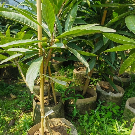 灵山县广西灵山优质蛋黄果苗 水果种苗批发 钦州发货少量带果发货