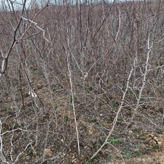 赞皇县酸枣苗基地 酸枣苗批发 酸枣苗产地直销