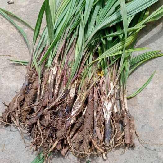 贞丰县仙茅