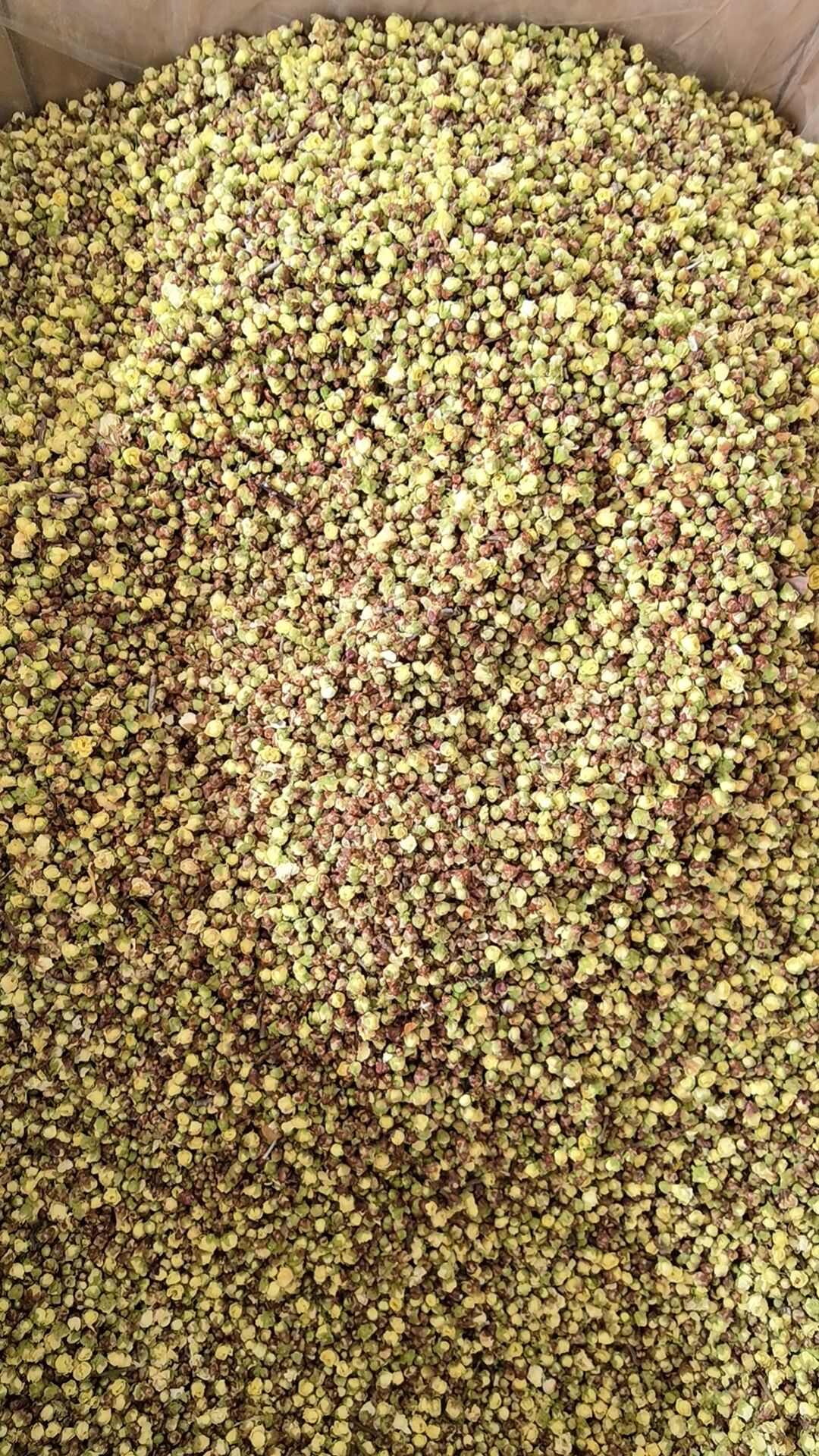 绿萼梅 绿梅花 白梅花