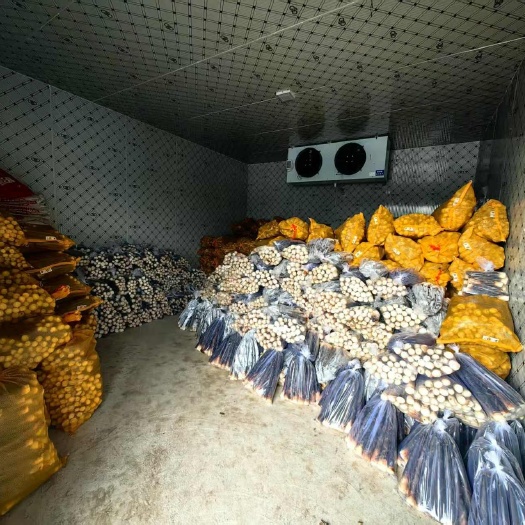 西乡县大量雷笋新鲜上市，基地发货，品质保证，量大从优！