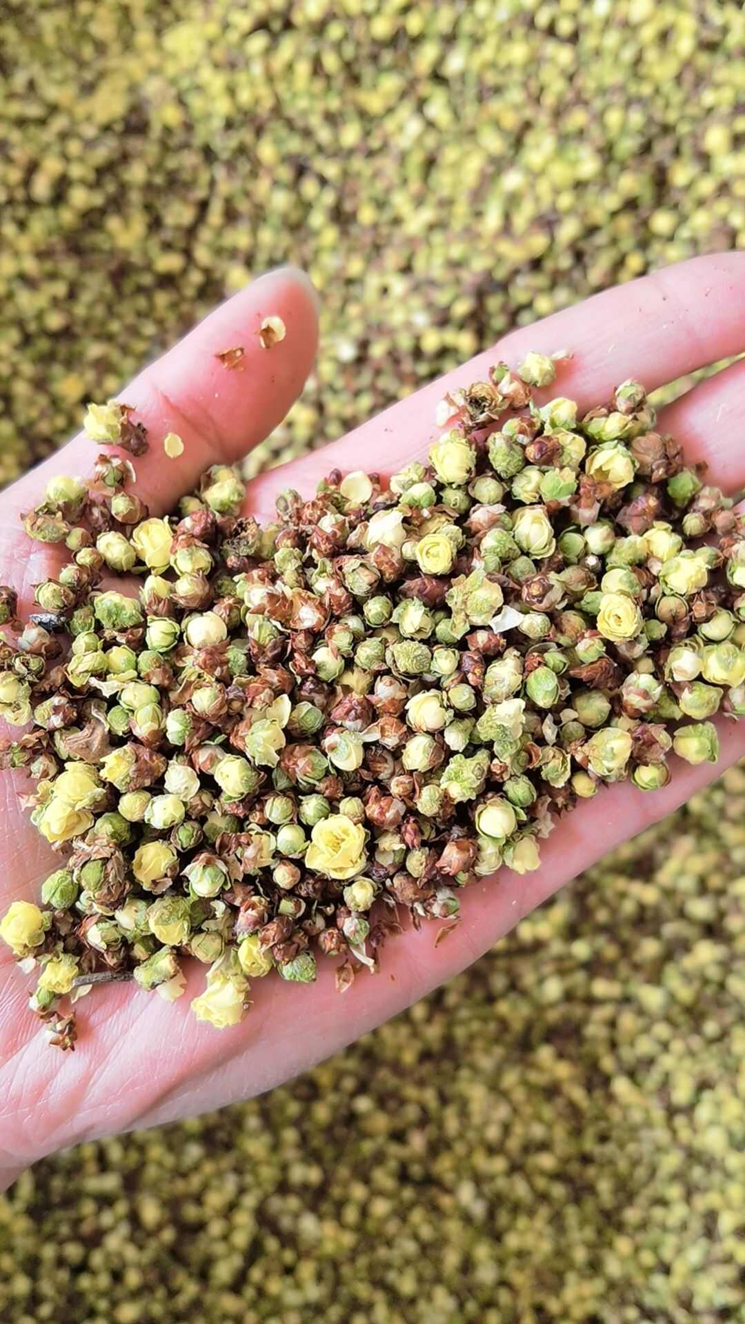 绿萼梅 绿梅花 白梅花