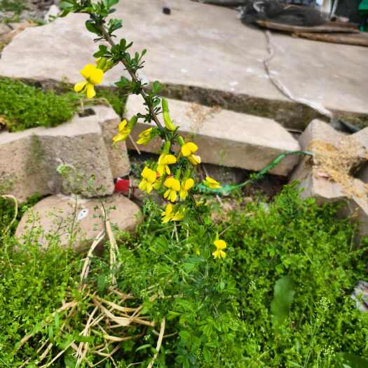 当阳市金雀花阳雀花