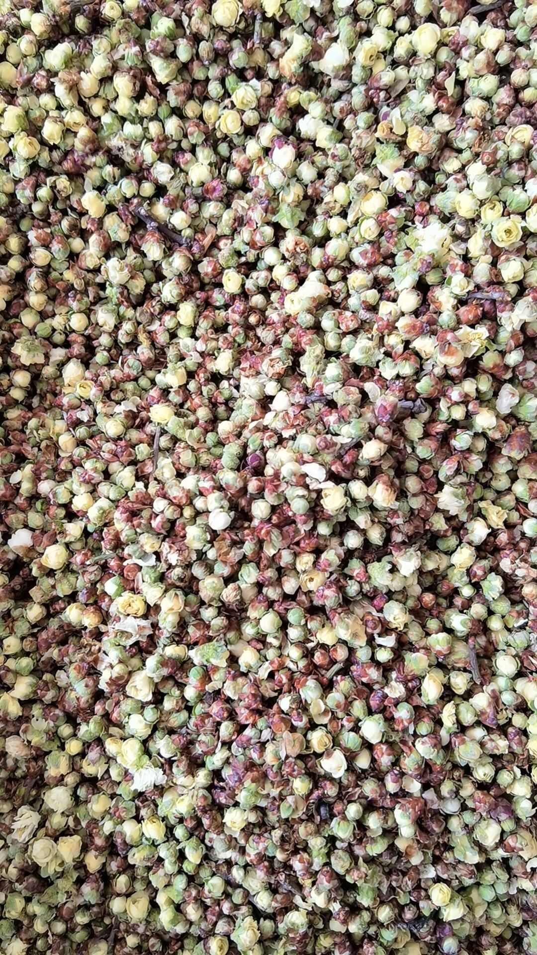 绿萼梅 绿梅花 白梅花