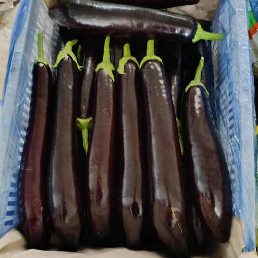 寿光市绿把长茄产地直采直发。品质上乘品质保证。欢迎咨询洽谈