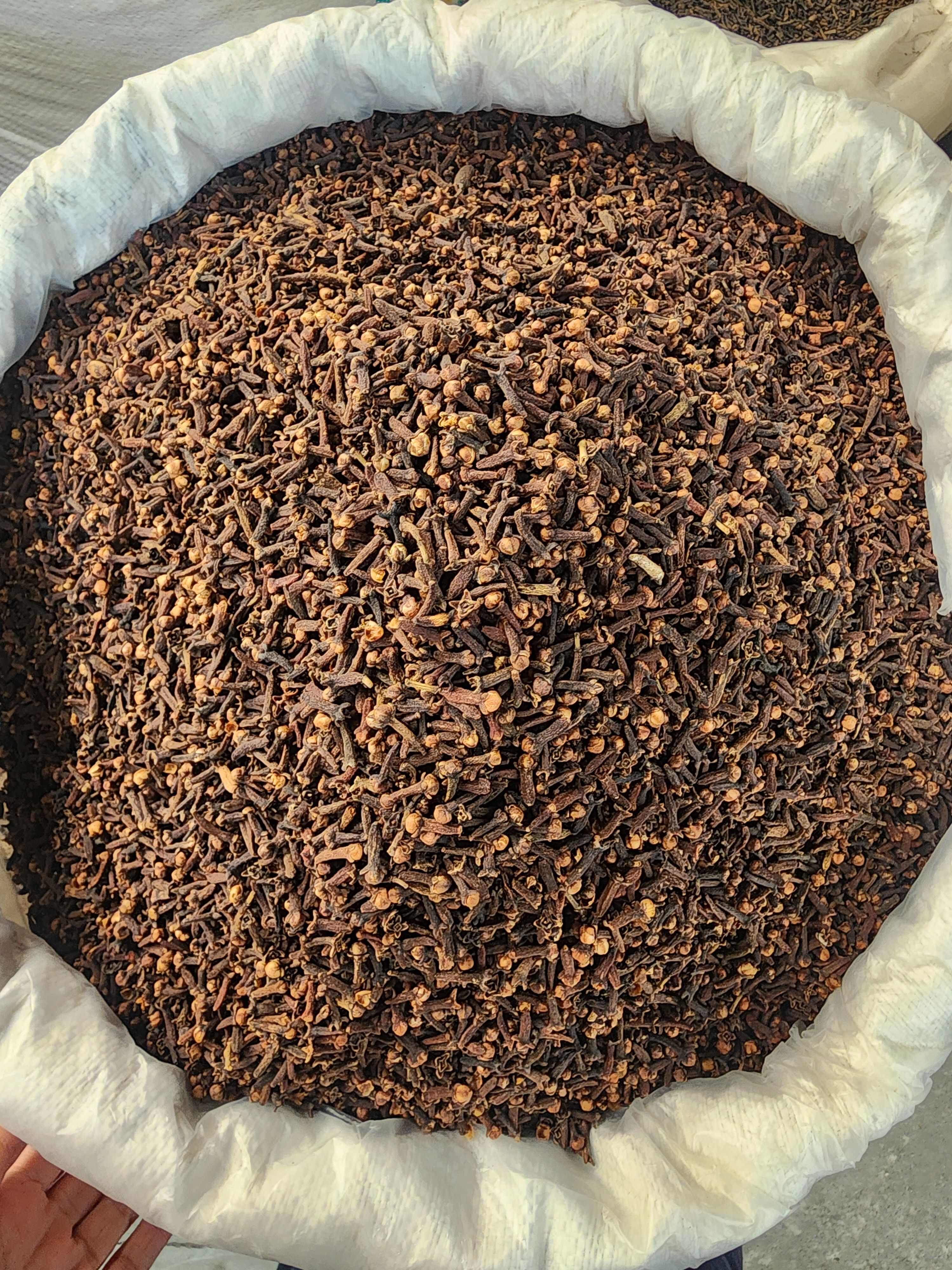 广西玉林优质公丁香中药材 干燥花蕾天然种植 玉林陆川发货