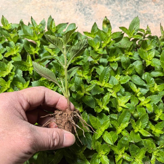 凉粉草苗草粿草苗仙草苗