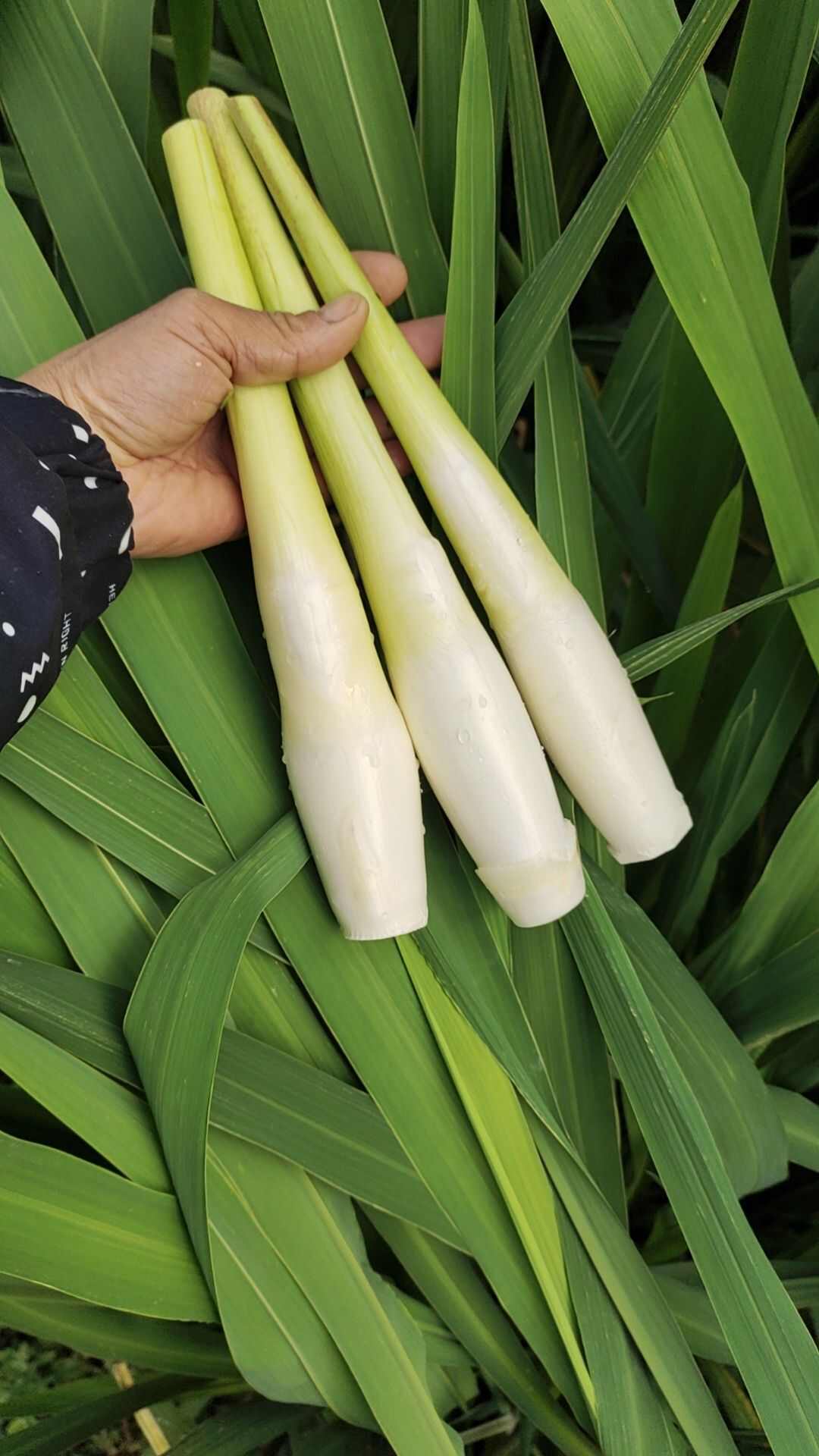 茭，个大肉白