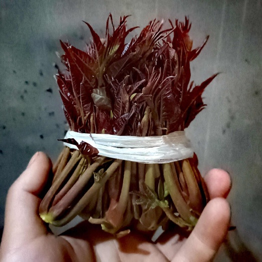 芮城县九峰山香椿芽