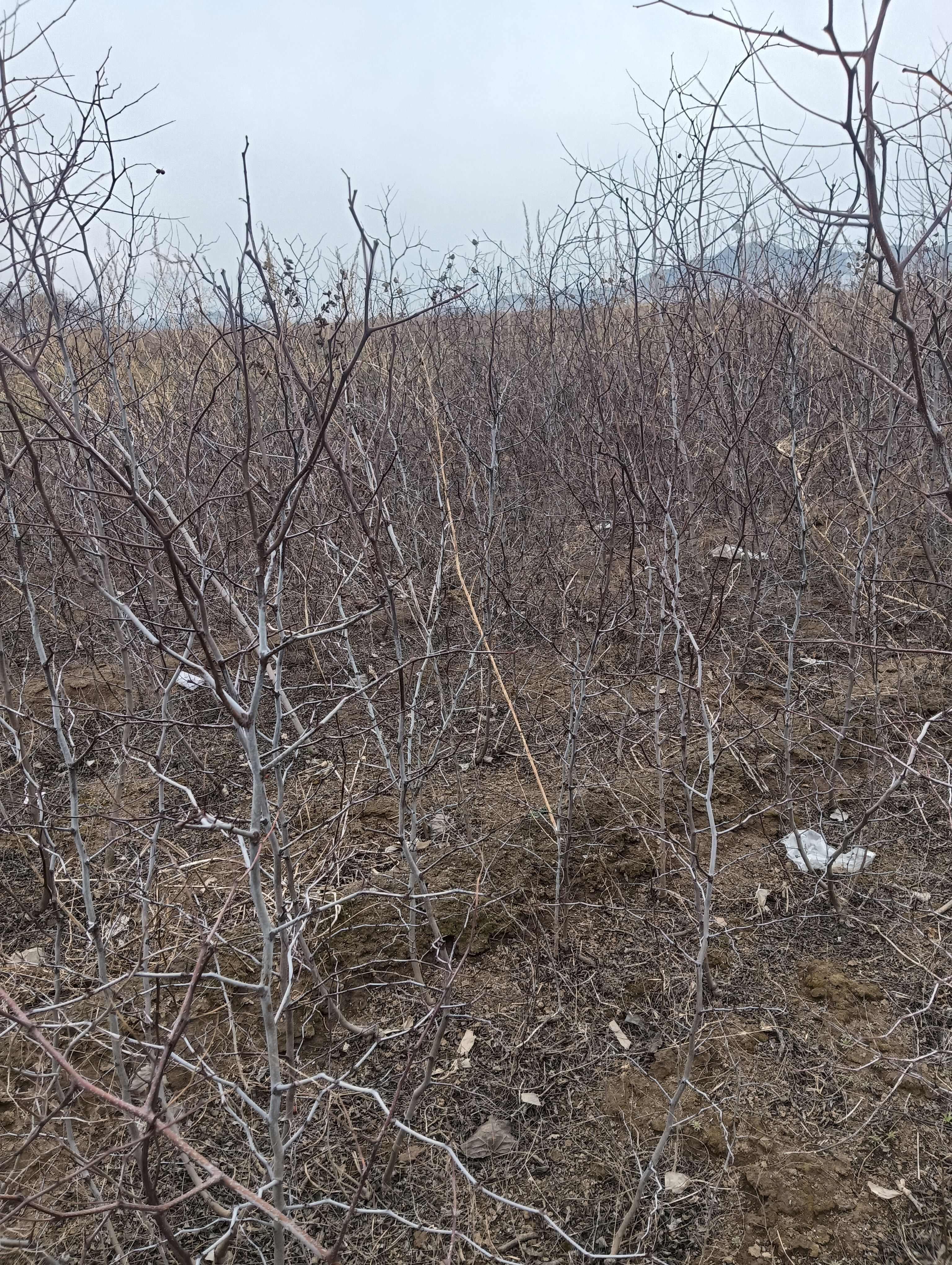 酸枣苗基地 酸枣苗批发 酸枣苗产地直销