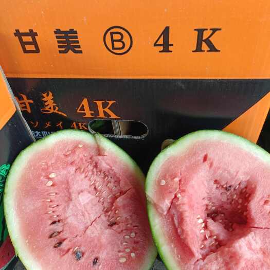 阳西县4K礼品西瓜大吨位上市