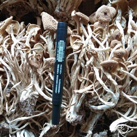 江西广昌开伞茶树菇3号开伞茶树菇茶薪菇食用菌2025新货