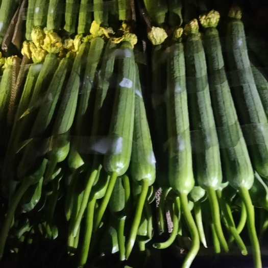 东海县鲜花丝瓜