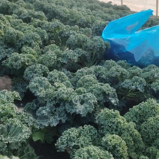 上海羽衣甘蓝，荷兰种源（奶茶店指定产品），种植农户一手货源，