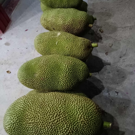 乐东县出售海南乐东菠萝蜜