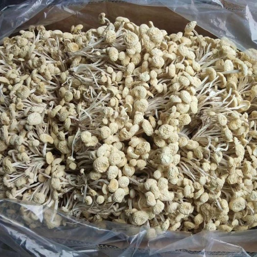 广昌县江西广昌茶树菇白菇白茶树菇2024年新菇干货食用菌