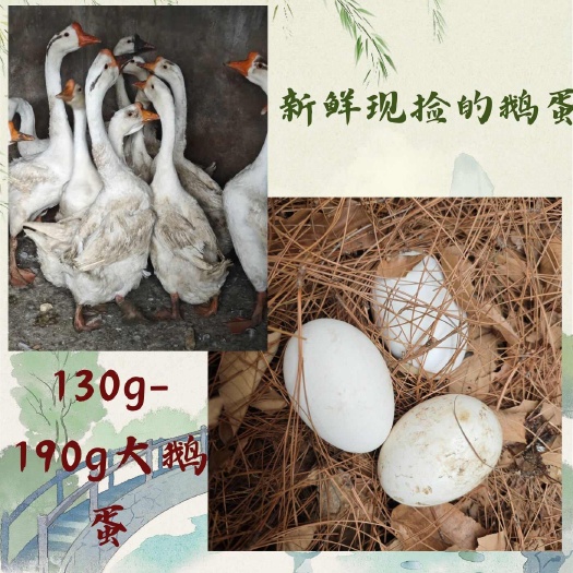富民县农村新鲜现捡的鹅蛋，家里散养的大鹅，不喂饲料，没有激素。
