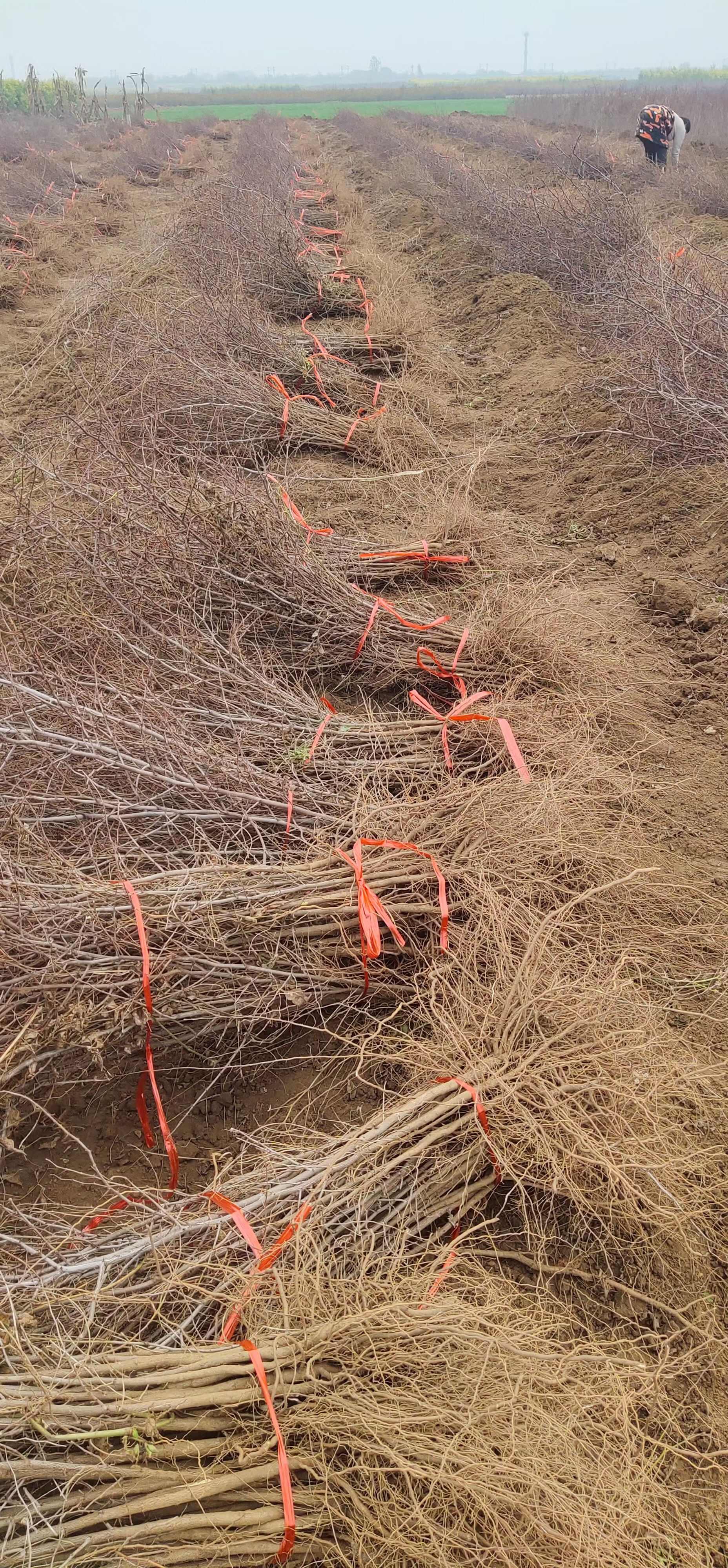 酸枣苗基地 酸枣苗批发 酸枣苗产地直销