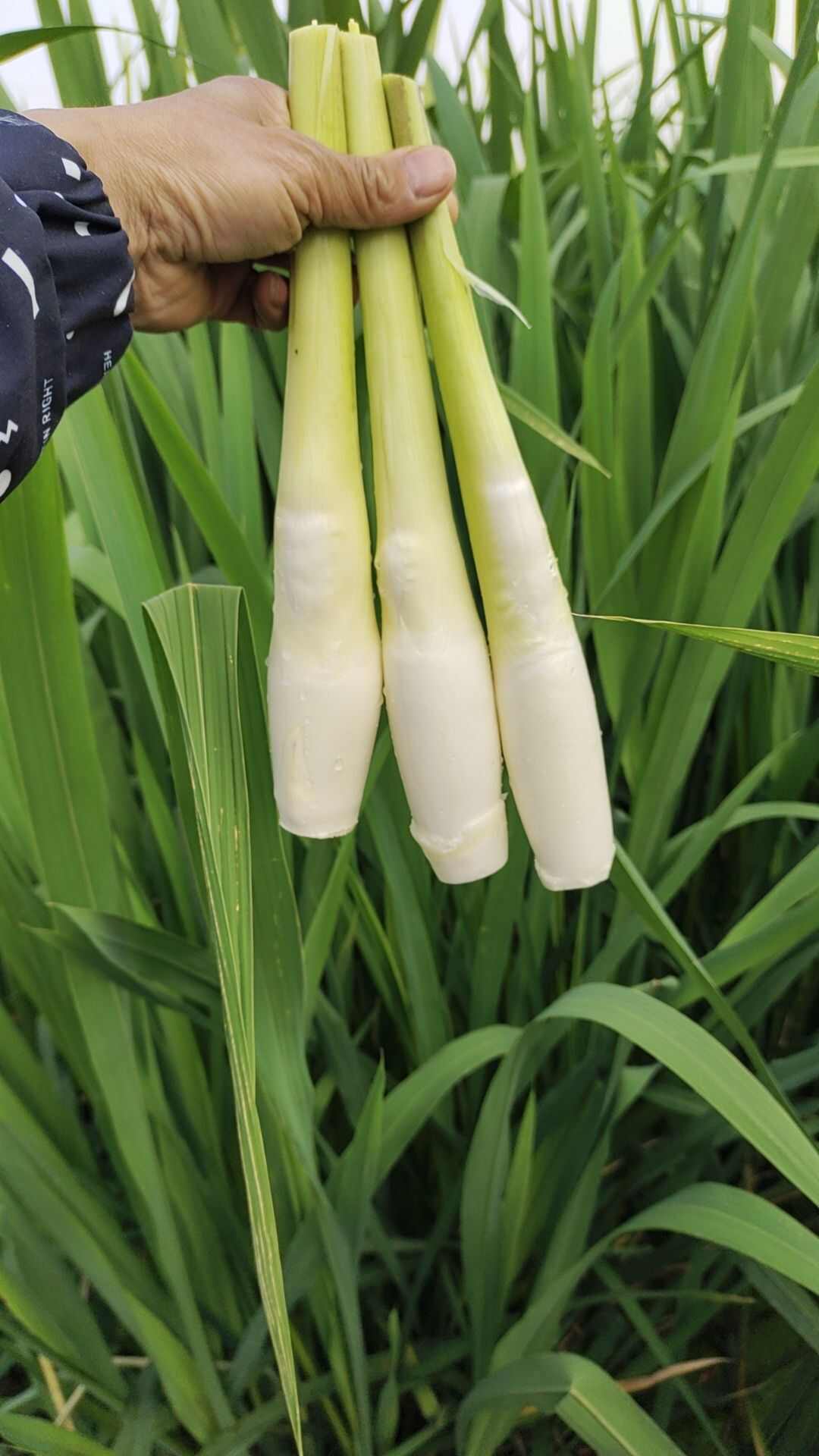 茭，个大肉白