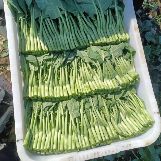 北京菜心