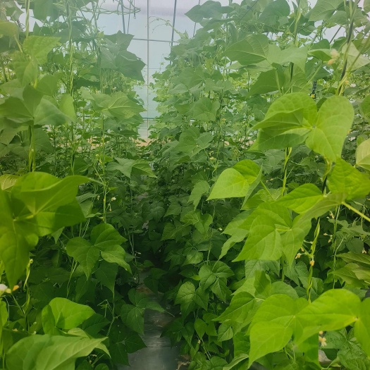 嘉祥县油豆，白豆大量上市
