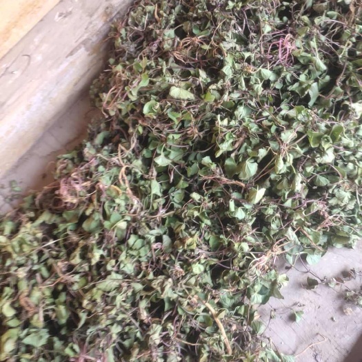 楚雄市云南积雪草雷公根鲜干货