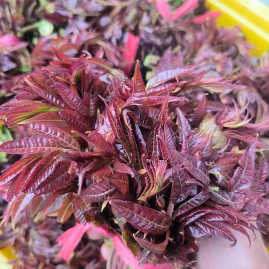 临朐县新鲜香椿芽，现摘现发，可带发