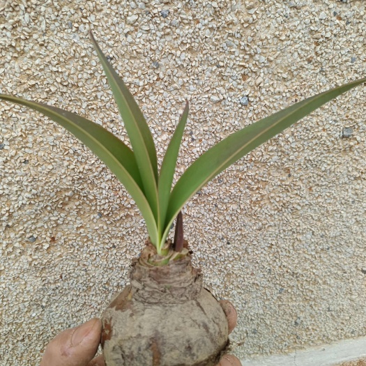 朱顶红球