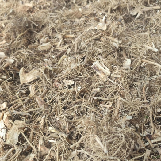 博罗县白花牛奶根