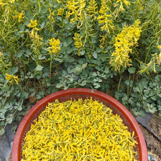 凤山县精品岩黄连花，产地直销，无硫自然风干