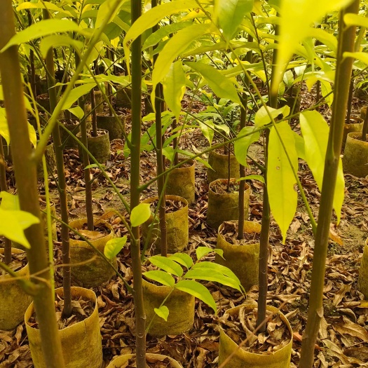 有大量人面树苗，（仁面苗）出售
