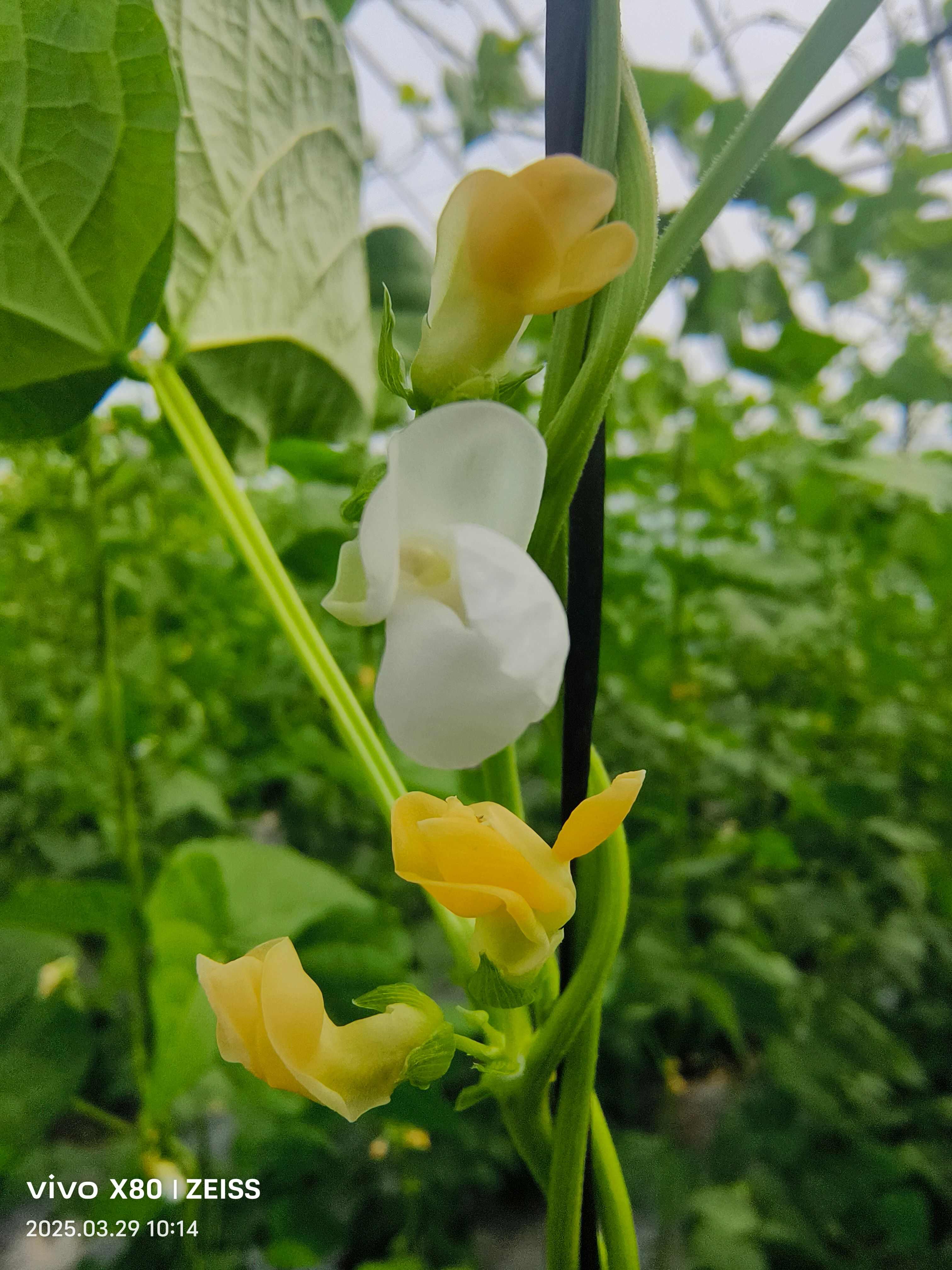 油豆，白豆大量上市