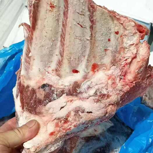 上海709母猪小排