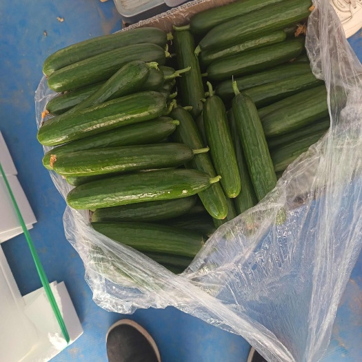 菏泽水果小黄瓜每天新鲜采摘，基地直供货源稳定充足合作联系