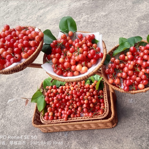 米易县小樱桃