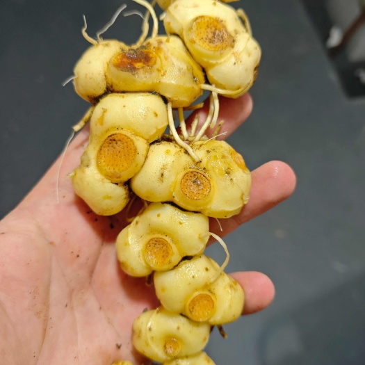 10年以上的黄精鲜货 老虎姜 多花黄精 长条黄精
