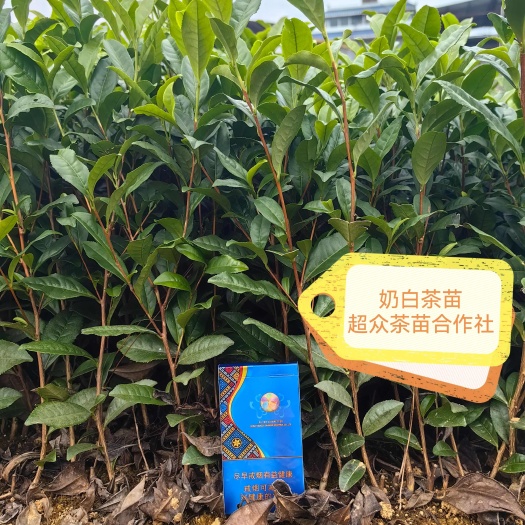 雅安奶白茶苗，奶白茶叶苗，白叶一号茶苗，四川白茶苗，重庆白茶