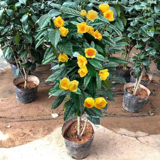 腾冲市金茶花盆栽带花苞树苗 浓香花卉 庭院室外四季山茶花室内观花植