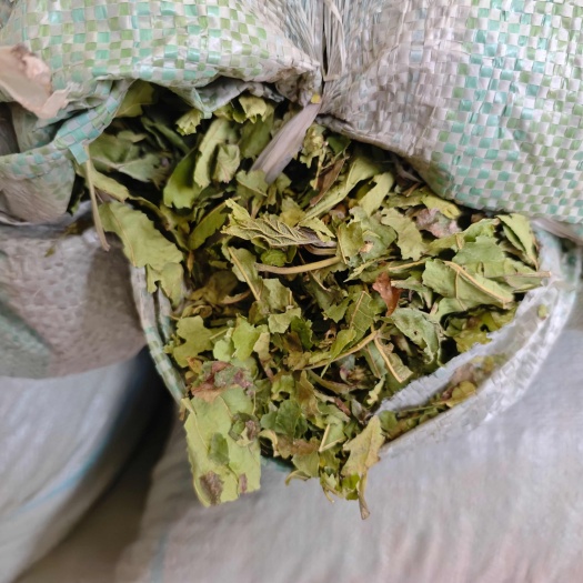 青桑叶大量供应，霜桑叶继续售卖