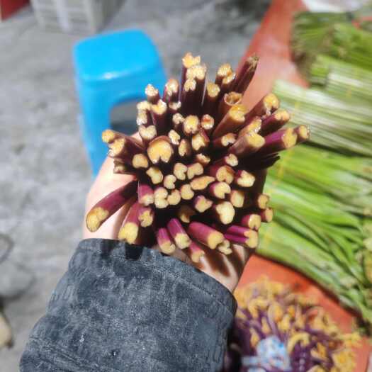 长顺县蕨菜
