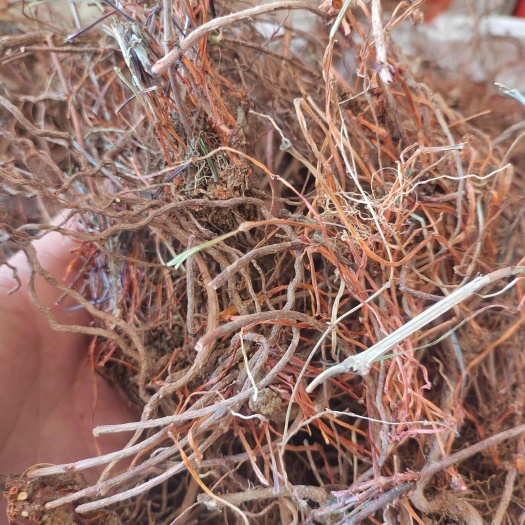 洛宁县北方茜草，鸿毛，干货，统货。也可根据客户需求做规格。