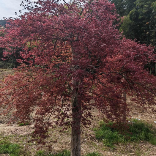宁波羽毛枫