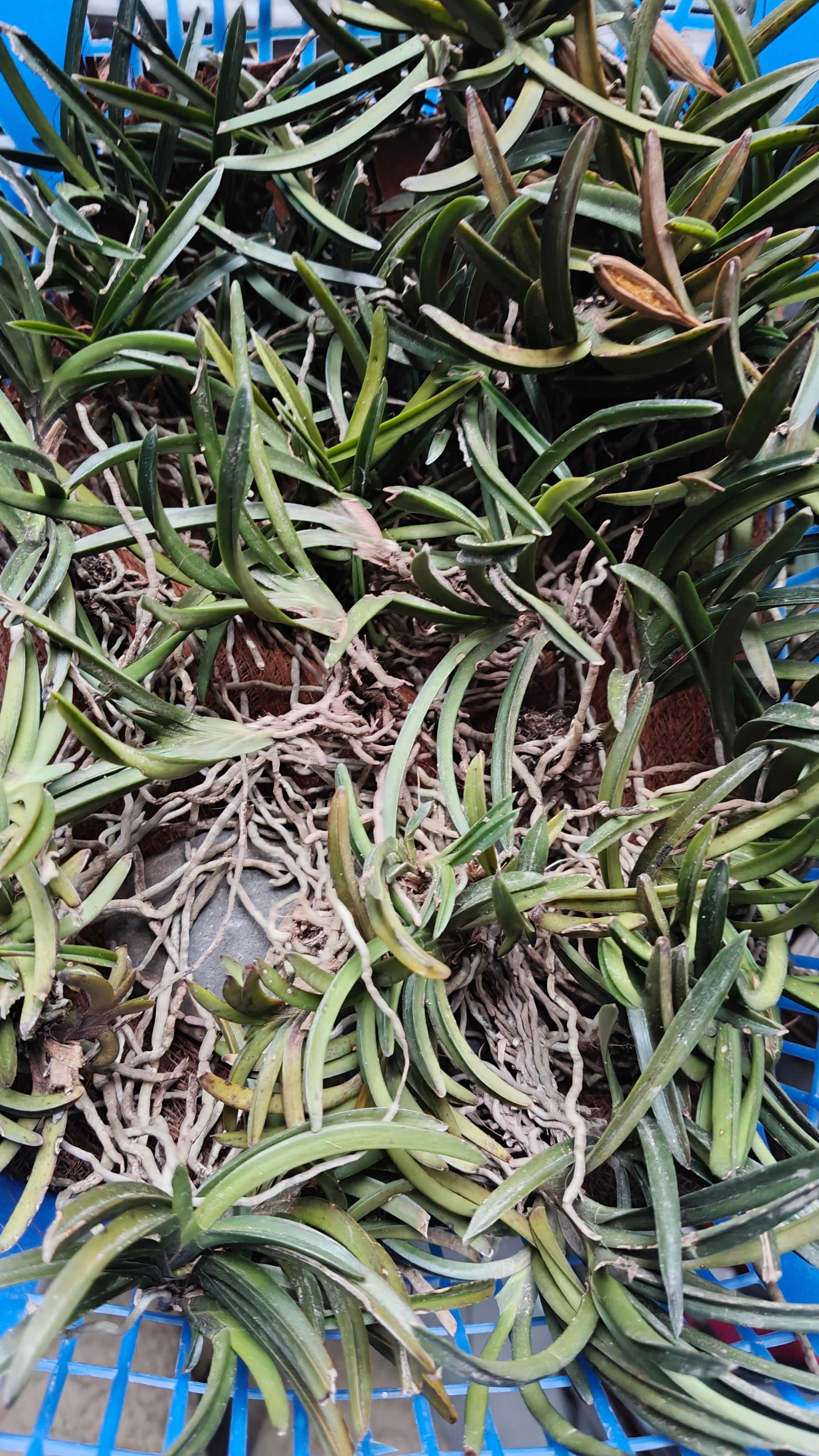 风兰短距风兰富贵兰