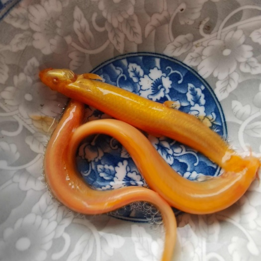 黄金鳅，鱼缸清理大师。