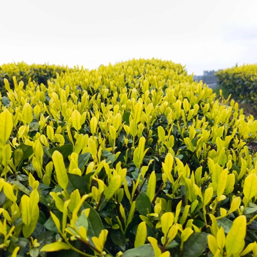 雅安黄金芽茶苗，黄金叶茶苗，黄金茶苗，四川黄金茶苗，贵州黄金茶苗